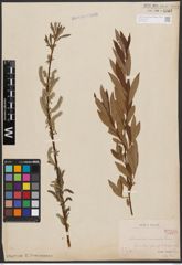 Salix aurita L. x Salix viminalis L.